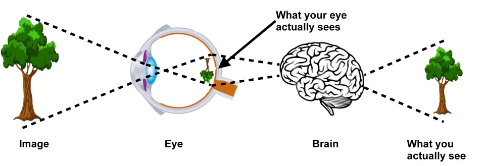How your eye see